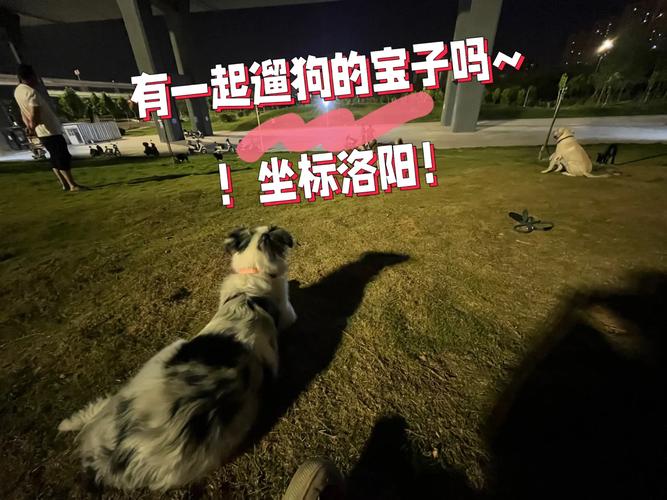 狗带 tv 首页——畅享各类精彩视频,让你的生活不再无聊